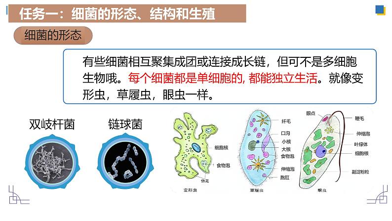 人教版生物七年级上学期2.3.2《细菌》(教学课件)第7页