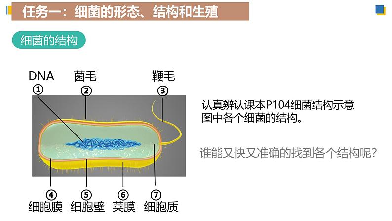 人教版生物七年级上学期2.3.2《细菌》(教学课件)第8页