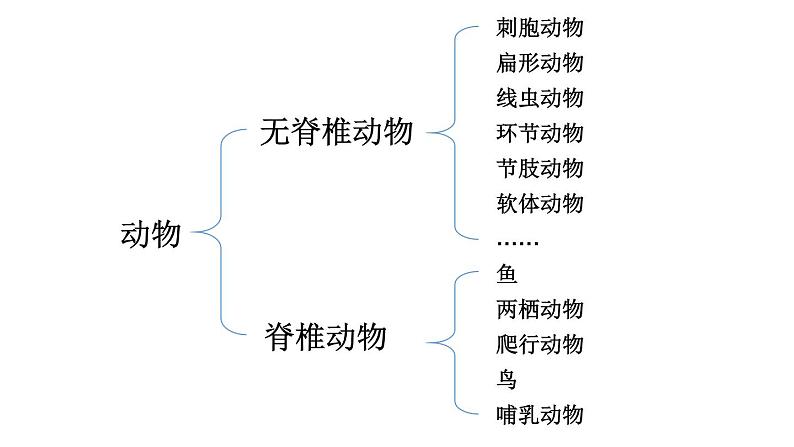初中生物新人教版七年级上册第二单元第二章第一节 无脊椎动物教学课件2024秋第2页