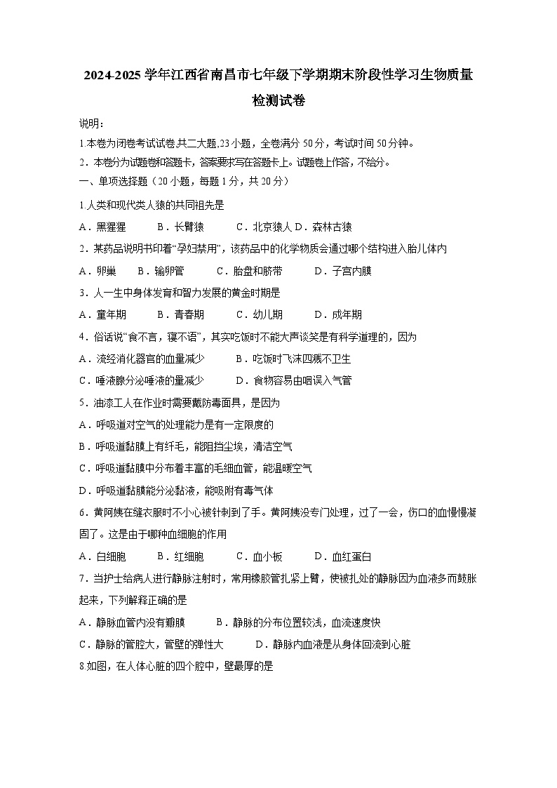 2024-2025学年江西省南昌市七年级下学期期末阶段性学习生物质量检测试卷（含答案）