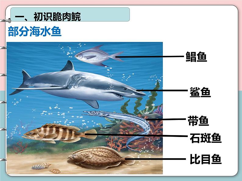 2.2.2脊椎动物-鱼课件2024-2025学年人教版生物七年级上册第4页
