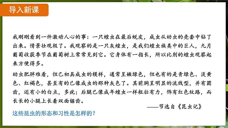 7.1.2 昆虫的生殖和发育( 课件)-2024-2025学年人教版生物八年级下册第3页