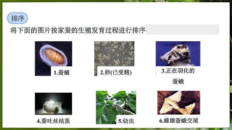 7.1.2 昆虫的生殖和发育( 课件)-2024-2025学年人教版生物八年级下册第6页