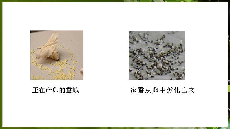 7.1.2 昆虫的生殖和发育( 课件)-2024-2025学年人教版生物八年级下册第8页