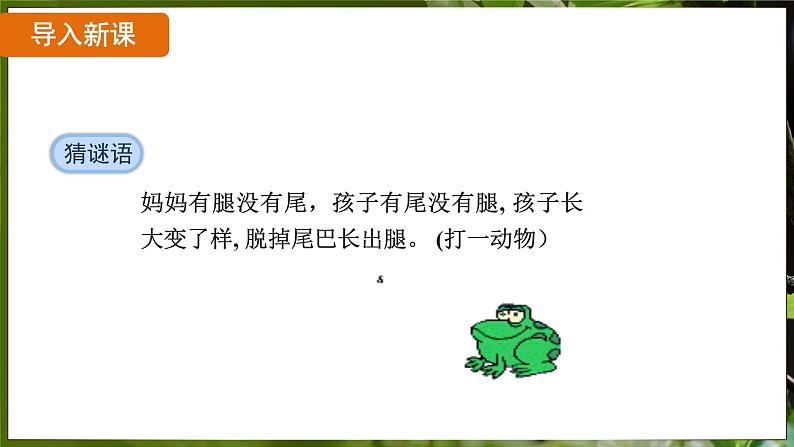 7.1.3 两栖动物的生殖和发育( 课件)-2024-2025学年人教版生物八年级下册第3页