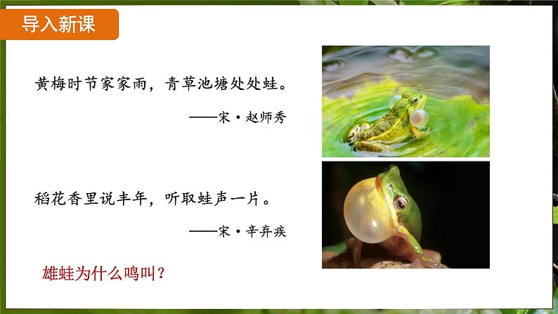 7.1.3 两栖动物的生殖和发育( 课件)-2024-2025学年人教版生物八年级下册第5页