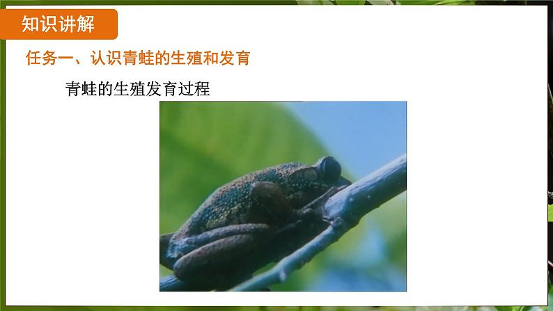 7.1.3 两栖动物的生殖和发育( 课件)-2024-2025学年人教版生物八年级下册第6页