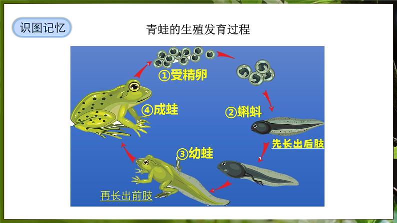 7.1.3 两栖动物的生殖和发育( 课件)-2024-2025学年人教版生物八年级下册第7页