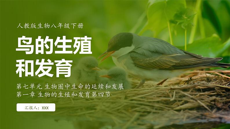 7.1.4 鸟的生殖和发育( 课件)-2024-2025学年人教版生物八年级下册第1页