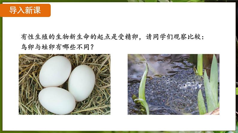 7.1.4 鸟的生殖和发育( 课件)-2024-2025学年人教版生物八年级下册第5页