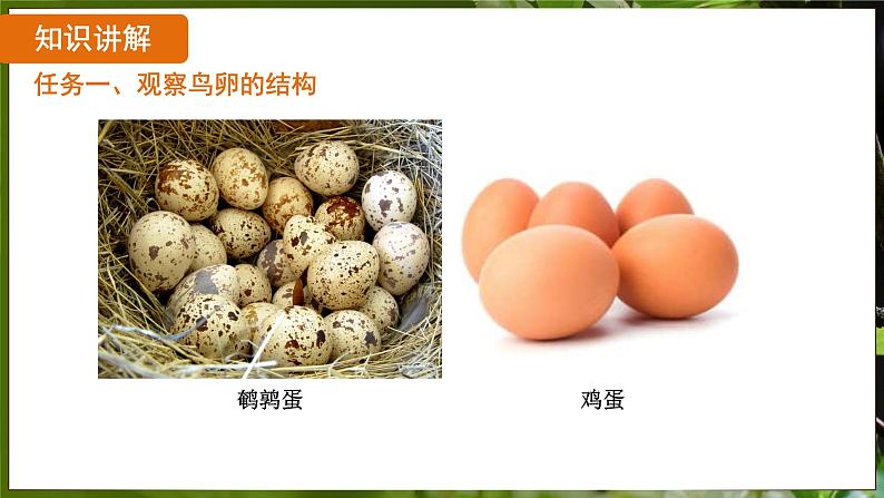 7.1.4 鸟的生殖和发育( 课件)-2024-2025学年人教版生物八年级下册第7页