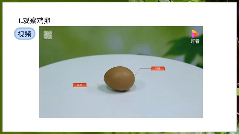 7.1.4 鸟的生殖和发育( 课件)-2024-2025学年人教版生物八年级下册第8页