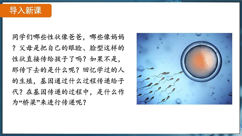 7.2.2 基因在亲子代间的传递( 课件)-2024-2025学年人教版生物八年级下册第4页