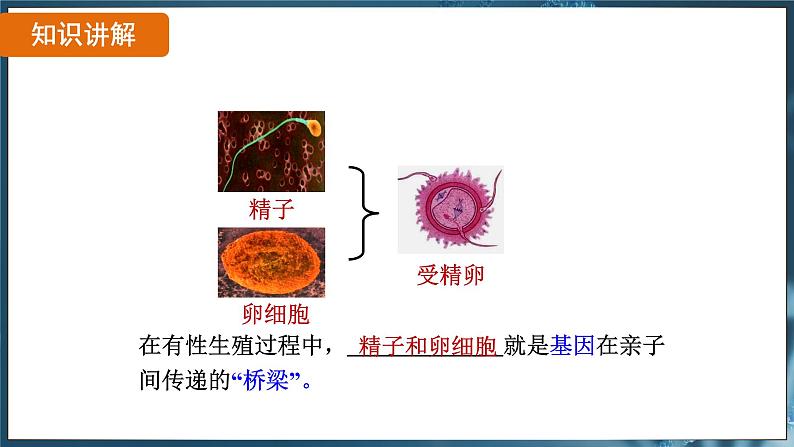 7.2.2 基因在亲子代间的传递( 课件)-2024-2025学年人教版生物八年级下册第6页