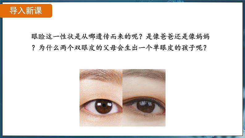 7.2.3 基因的显性和隐性( 课件)-2024-2025学年人教版生物八年级下册第4页