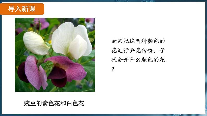 7.2.3 基因的显性和隐性( 课件)-2024-2025学年人教版生物八年级下册第6页