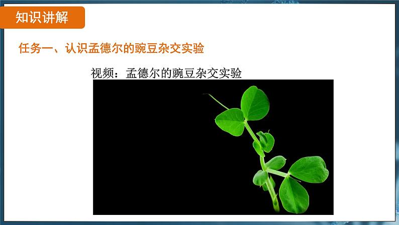 7.2.3 基因的显性和隐性( 课件)-2024-2025学年人教版生物八年级下册第7页