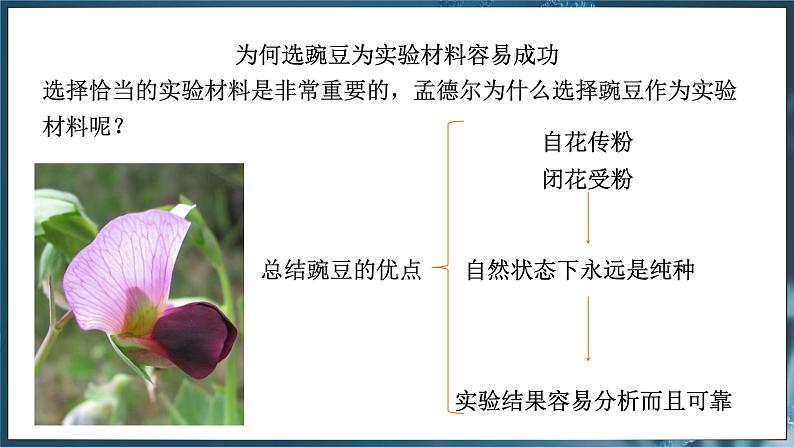 7.2.3 基因的显性和隐性( 课件)-2024-2025学年人教版生物八年级下册第8页