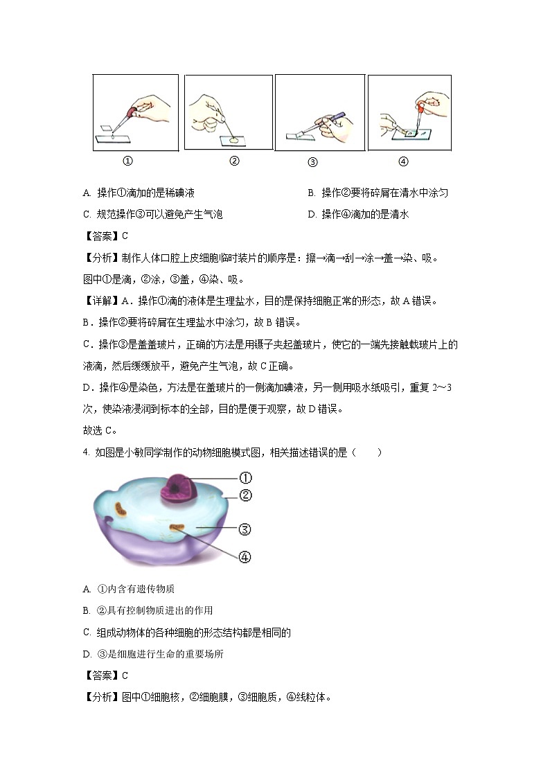 2024-2025学年江苏省盐城市响水县七年级(上)期中生物试卷(解析版)第3页