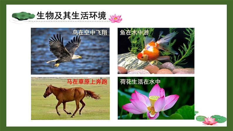 北师大版(2024)七年级生物上册1.1.1形形色色的生物精品课件第2页