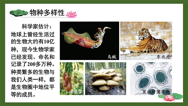 北师大版(2024)七年级生物上册1.1.1形形色色的生物精品课件第6页