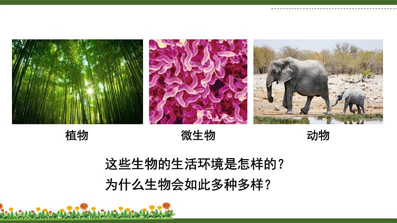 北师大版(2024)七年级生物上册1.1.1形形色色的生物精品课件第7页