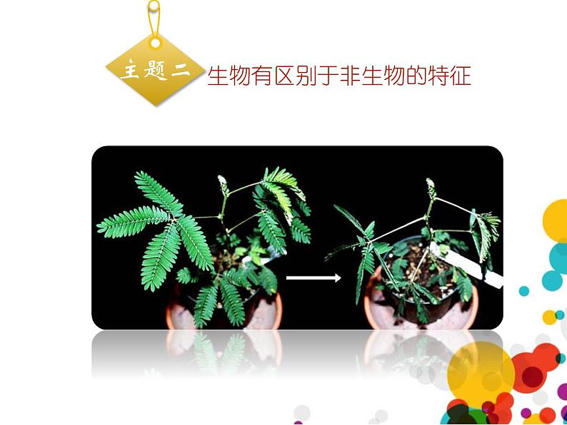 北师大版(2024)七年级生物上册1.1.1形形色色的生物第2课时课件第4页