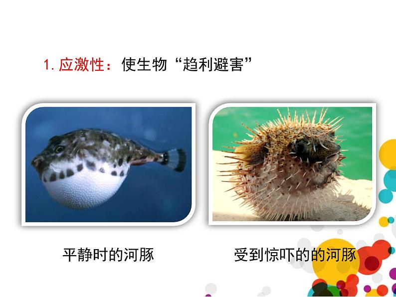 北师大版(2024)七年级生物上册1.1.1形形色色的生物第2课时课件第6页