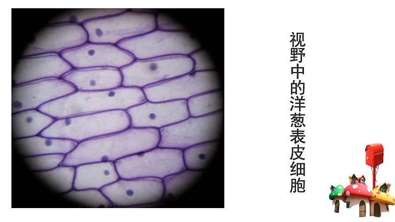 北师大版(2024)七年级生物上册2.2.1细胞的基本结构和功能课件第7页