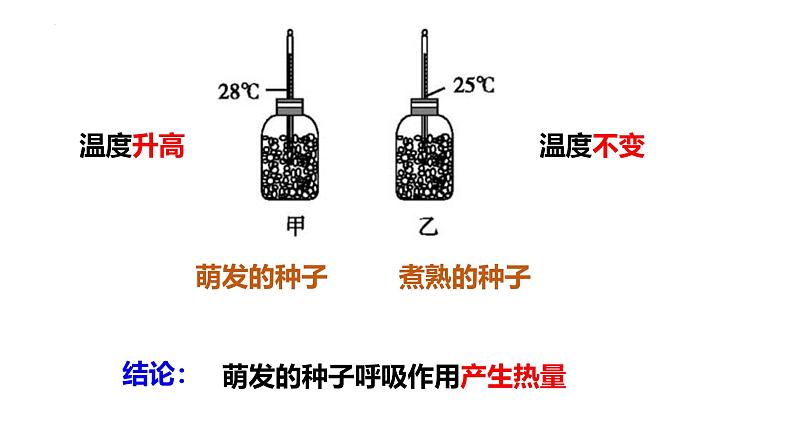 北师大版(2024)七年级生物上册3.4.2呼吸作用精品课件第6页