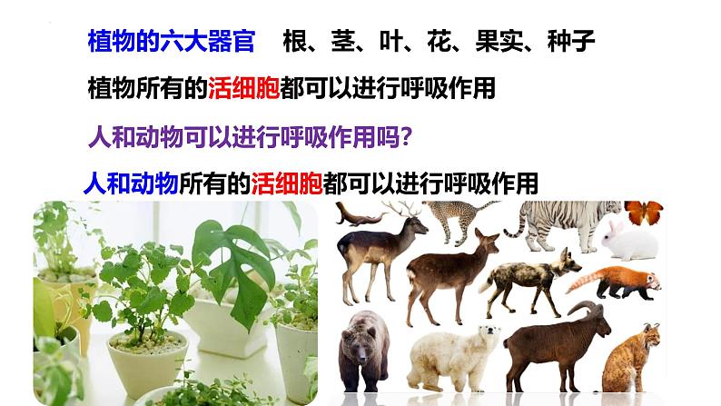 北师大版(2024)七年级生物上册3.4.2呼吸作用精品课件第7页