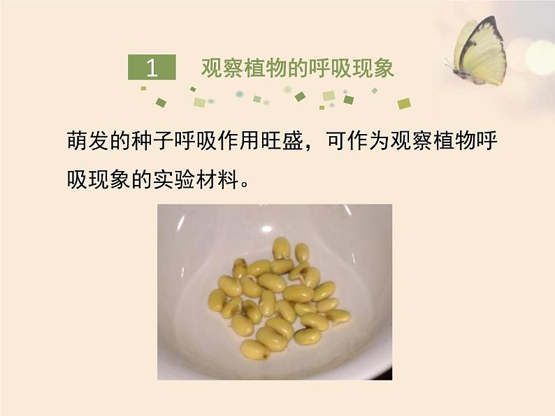 北师大版(2024)七年级生物上册3.4.2呼吸作用ppt课件第5页