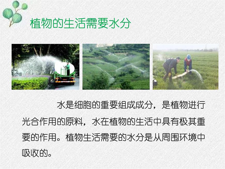 北師大版(2024)七年級(jí)生物上冊(cè)3.4.3吸收作用精品ppt課件第2頁(yè)