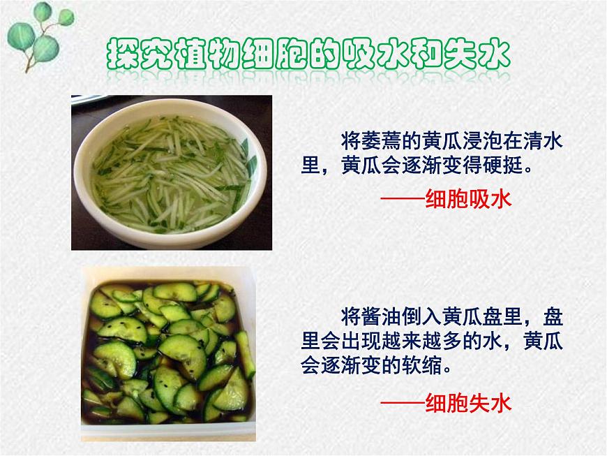 北師大版(2024)七年級(jí)生物上冊(cè)3.4.3吸收作用精品ppt課件第5頁(yè)