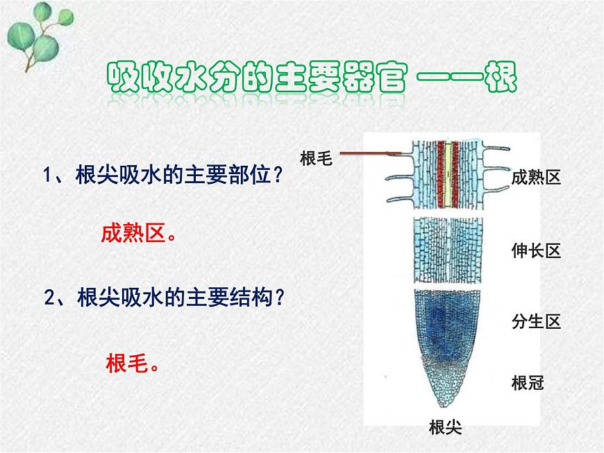 北師大版(2024)七年級(jí)生物上冊(cè)3.4.3吸收作用精品ppt課件第8頁(yè)