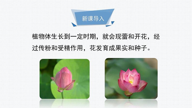 北师大版(2024)七年级生物上册3.5.3生殖器官的生长ppt课件第3页