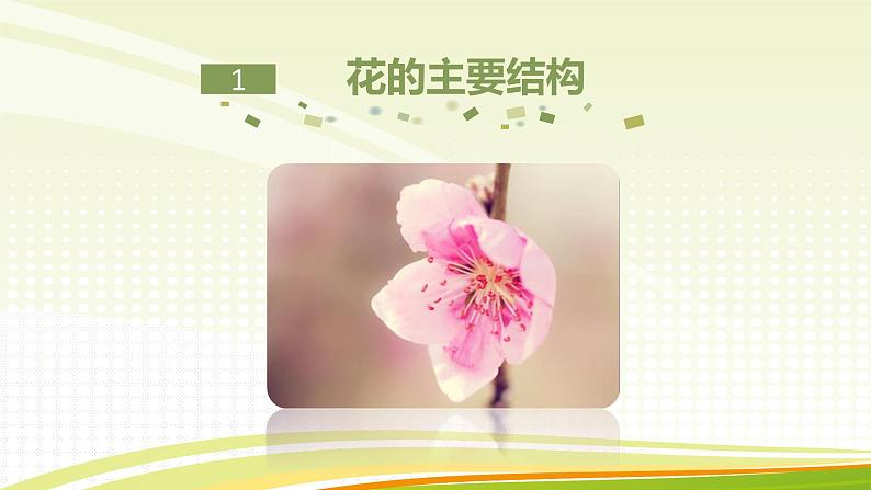 北师大版(2024)七年级生物上册3.5.3生殖器官的生长ppt课件第4页