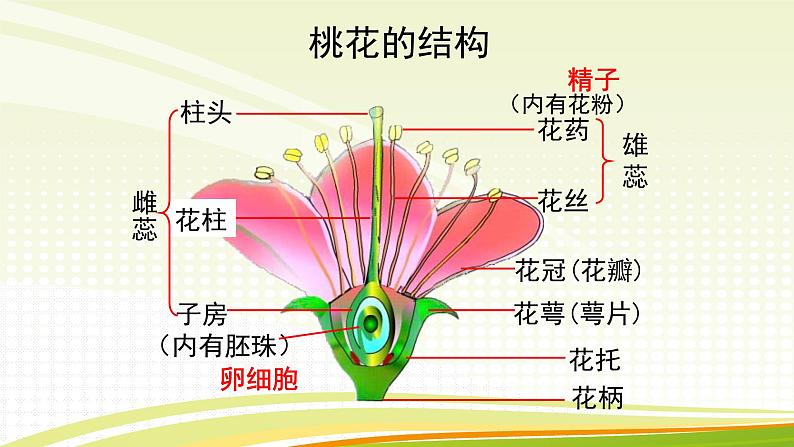 北师大版(2024)七年级生物上册3.5.3生殖器官的生长ppt课件第5页