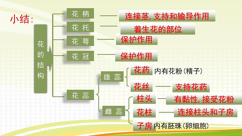 北师大版(2024)七年级生物上册3.5.3生殖器官的生长ppt课件第8页