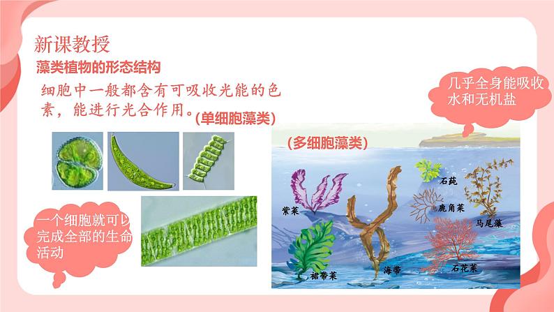 初中 生物 人教版(2024) 七年级上册第一节 藻类、 苔藓和蕨类 课件第6页
