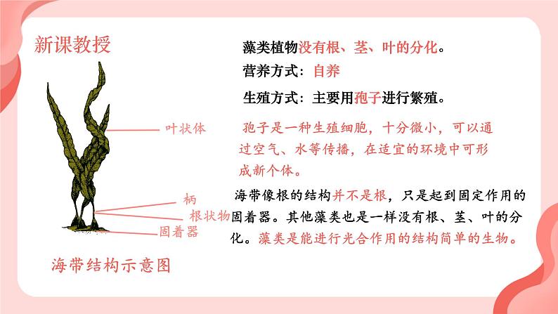 初中 生物 人教版(2024) 七年级上册第一节 藻类、 苔藓和蕨类 课件第7页