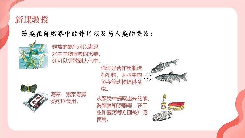 初中 生物 人教版(2024) 七年级上册第一节 藻类、 苔藓和蕨类 课件第8页