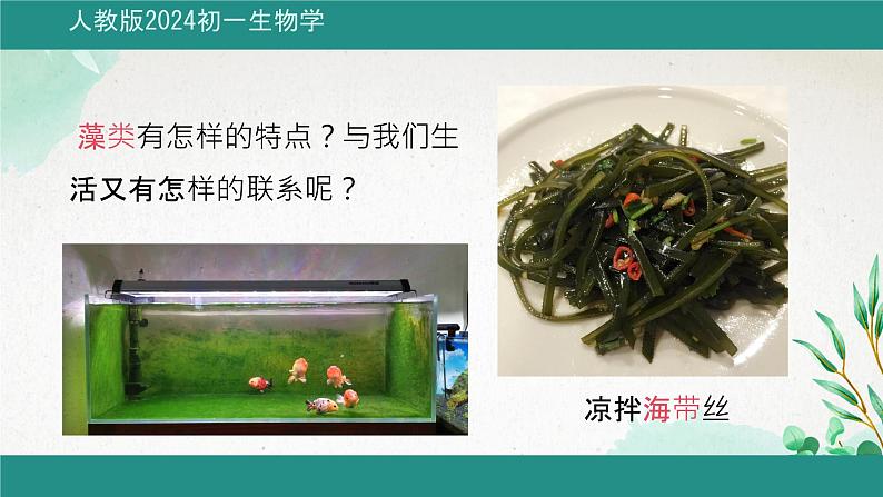 初中 生物 人教版(2024) 七年级上册第一节 藻类、 苔藓和蕨类 课件第2页