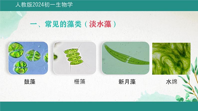 初中 生物 人教版(2024) 七年级上册第一节 藻类、 苔藓和蕨类 课件第4页
