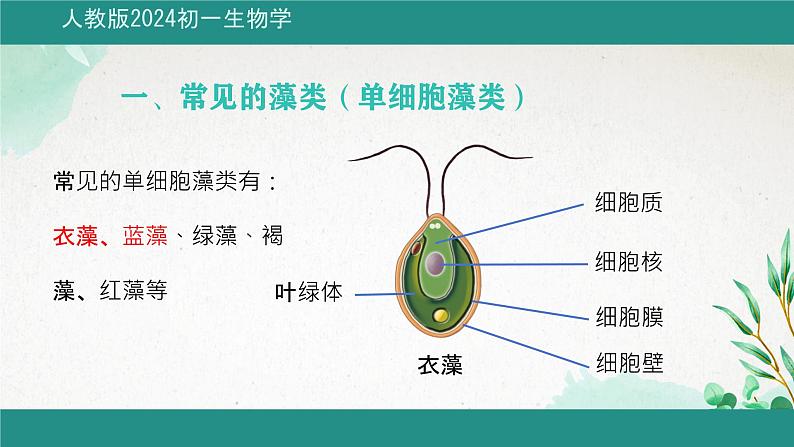 初中 生物 人教版(2024) 七年级上册第一节 藻类、 苔藓和蕨类 课件第6页
