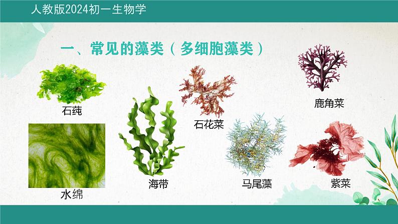 初中 生物 人教版(2024) 七年级上册第一节 藻类、 苔藓和蕨类 课件第7页