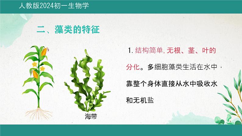 初中 生物 人教版(2024) 七年级上册第一节 藻类、 苔藓和蕨类 课件第8页