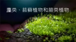 初中  生物  人教版（2024）  七年级上册第一节 藻类、 苔藓和蕨类 课件