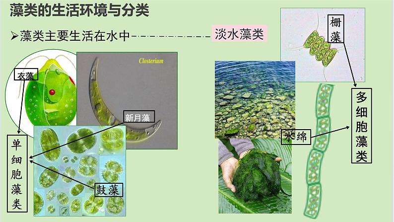 初中 生物 人教版(2024) 七年级上册第一节 藻类、 苔藓和蕨类 课件第2页