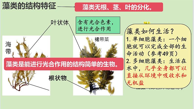 初中 生物 人教版(2024) 七年级上册第一节 藻类、 苔藓和蕨类 课件第4页